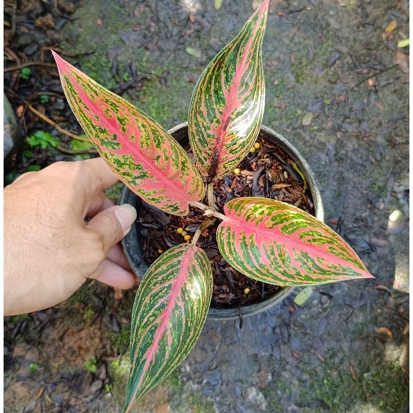 Aglonema Red Legacy - Tanaman Hias Aglaonema Red Legacy - Aglonema Red Legacy / Legaci - Aglonema Le