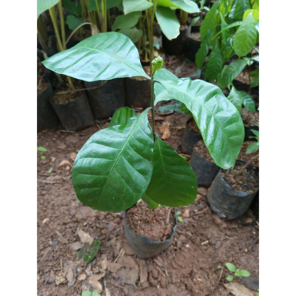Bibit Tanaman kopi Arabika / Bibit Pohon Kopi Arabika