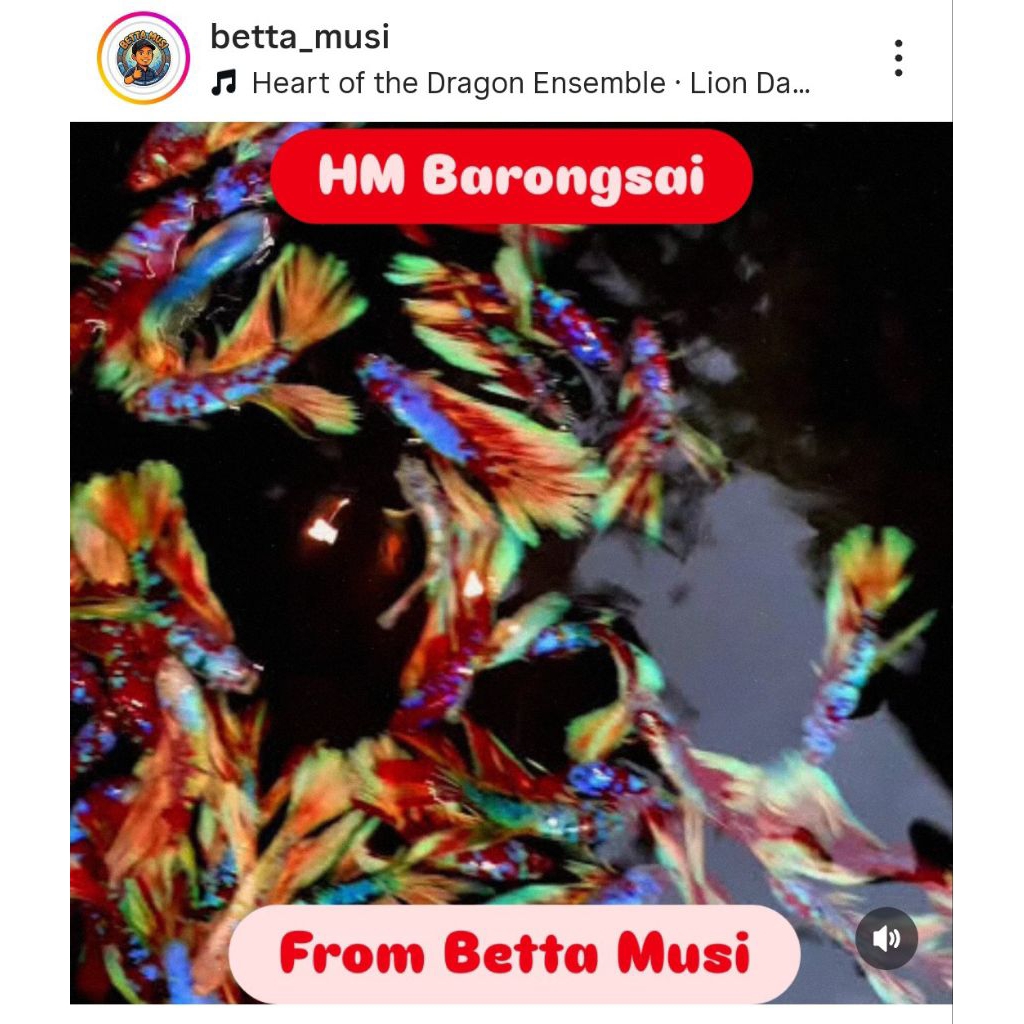 ikan cupang HM Multi Barongsai male only