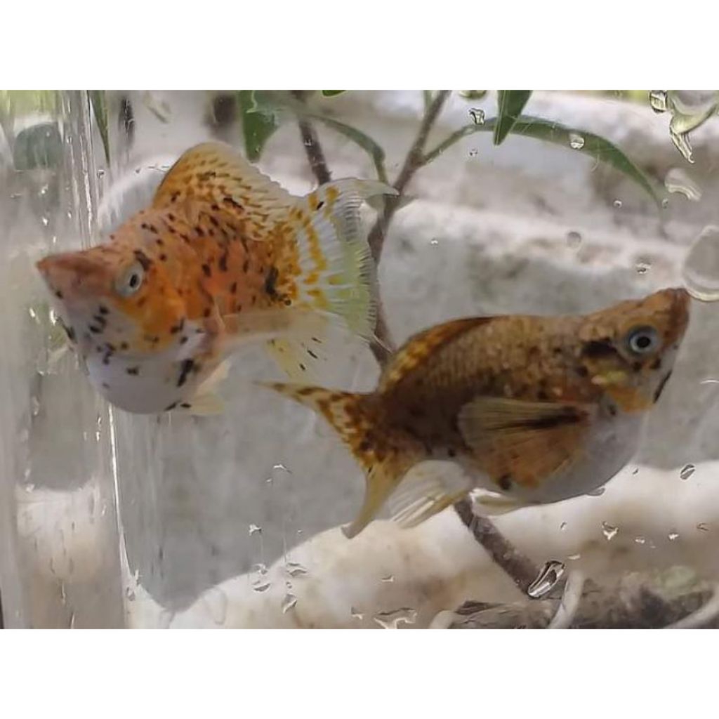 Hiasan Aquarium Sepasang Molly Calico Balon Dewasa siap breeding
