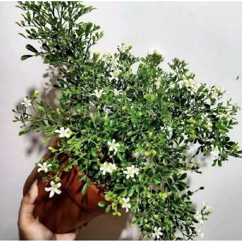 Pohon Kemuning Mikro/ Tanaman Kemuning Wangi Micro/ Kemuning Micro/ Bahan Bonsai/ Pohon Kemuning Mik