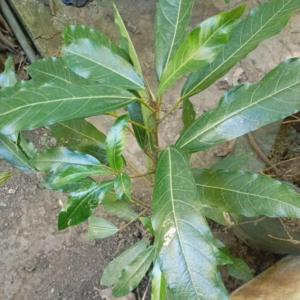 Pohon Loa Ficus Racemosa tanaman bonsa