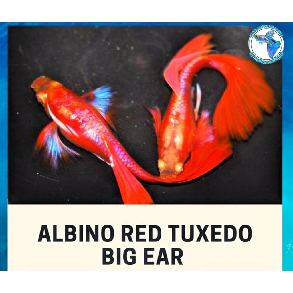 Guppy Albino Red Tuxedo Big Ears Genetik Super
