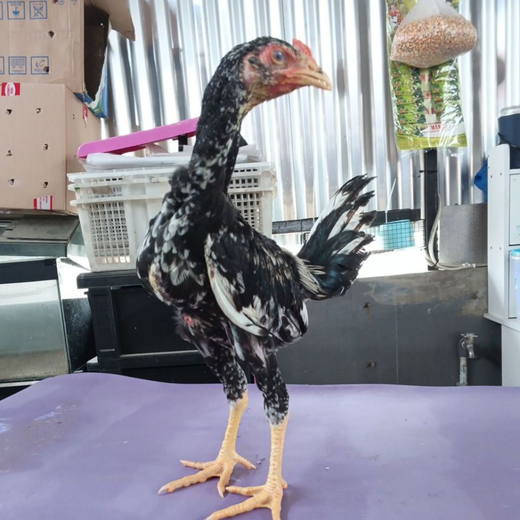 anak ayam Bangkok pakhoy usia 3 bulan