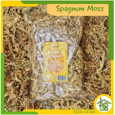 Sphagnum Moss Chile | Lumut Putih Kering Import 50gr | Media Tanam atau Alas Reptil -Kedai Satwa