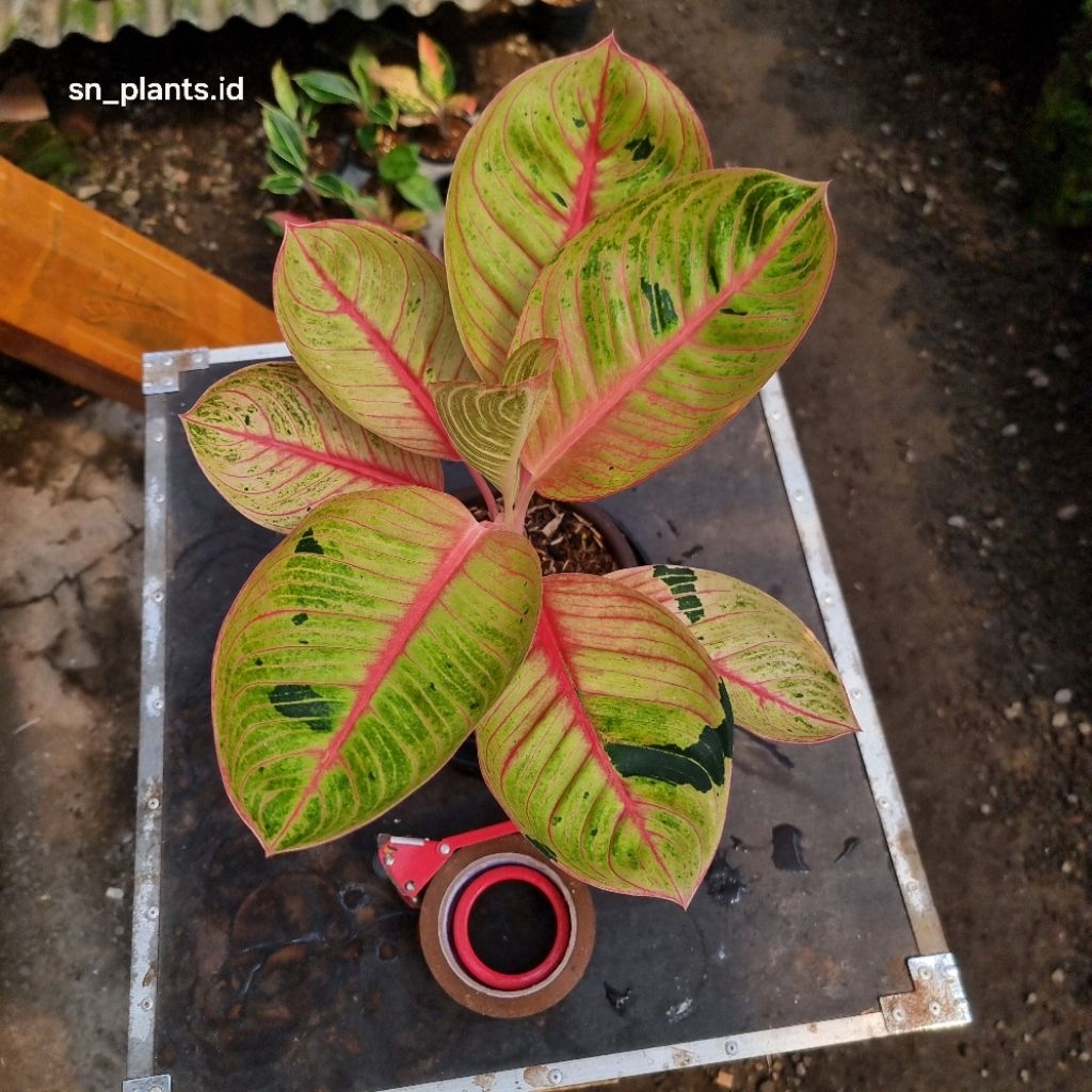 tanaman hias aglonema Goliat merah/Golmer ( size tanaman dewasa )