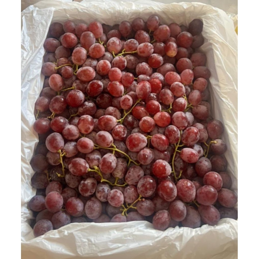 Anggur Merah Australia jumbo