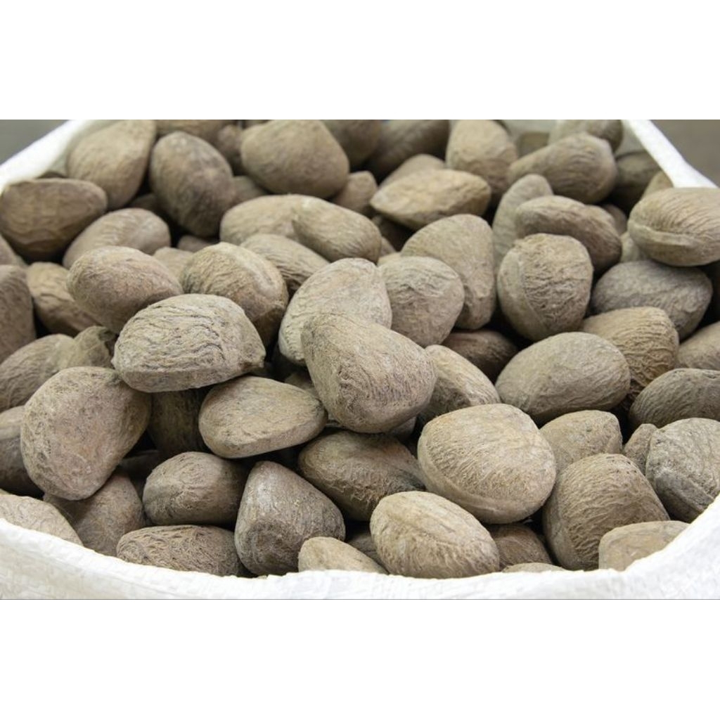 jual picung mentah/kluwek muda kualitas terjamin 1kg murah segar(pilihan)