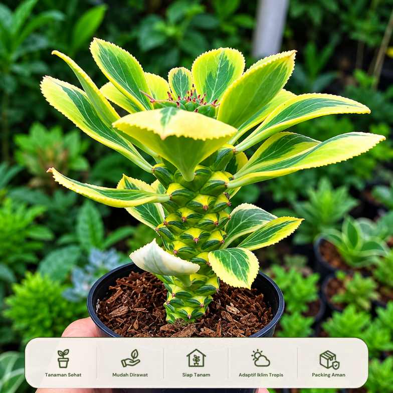 Euphorbia Monadenium Variegata