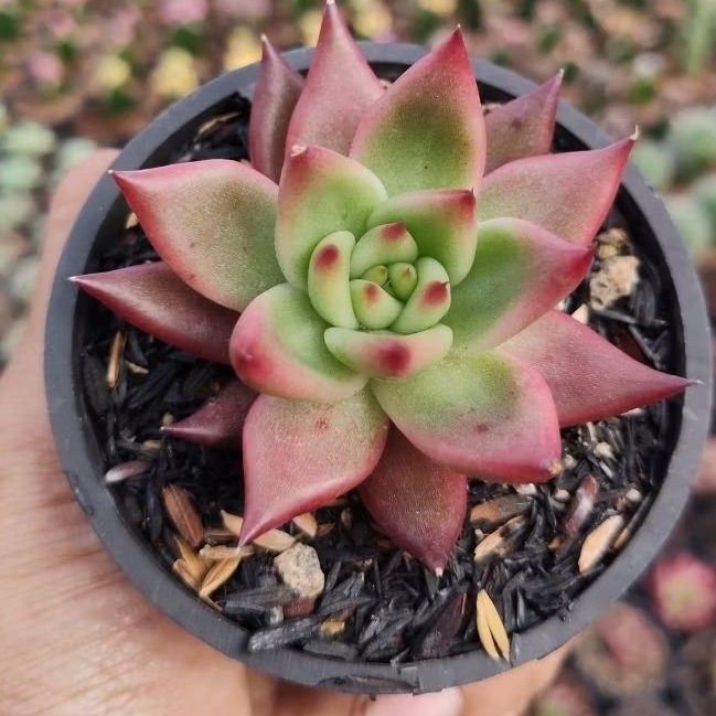 agavoides Frank rinelt