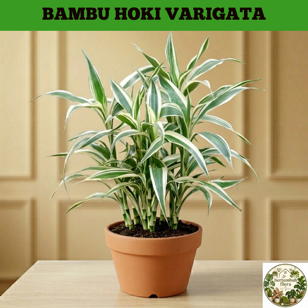Tanaman Hias Bambu Hoki Srirejeki Varigata Indoor Outdoor Sri Rejeki Bambu Hoki Varigata Bisa Di Air