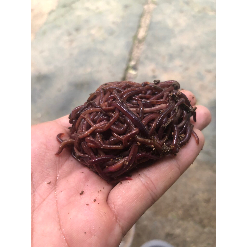 CACING GESIT PERIONYX