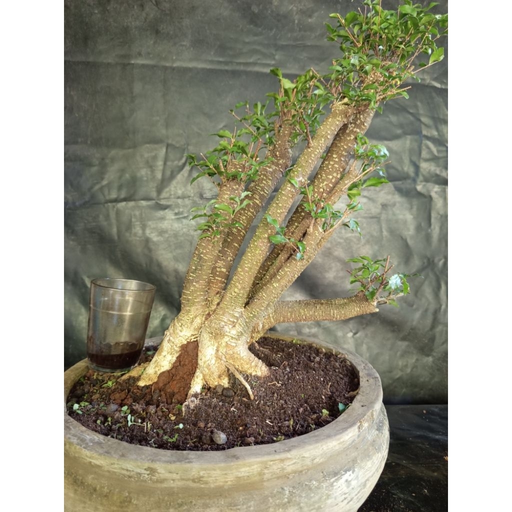 Bonsai sakura mikro size jumbo karakter sesuai foto