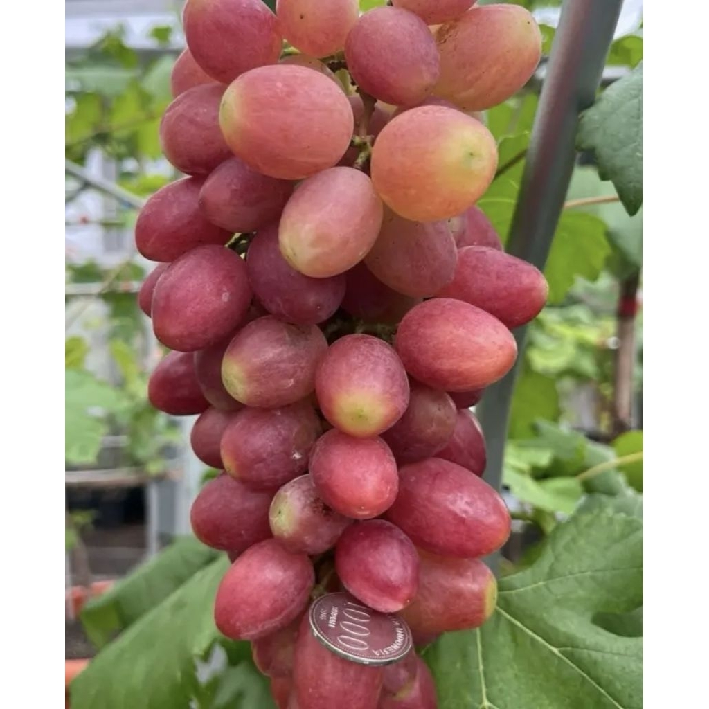Bibit Anggur Basanti rs Import