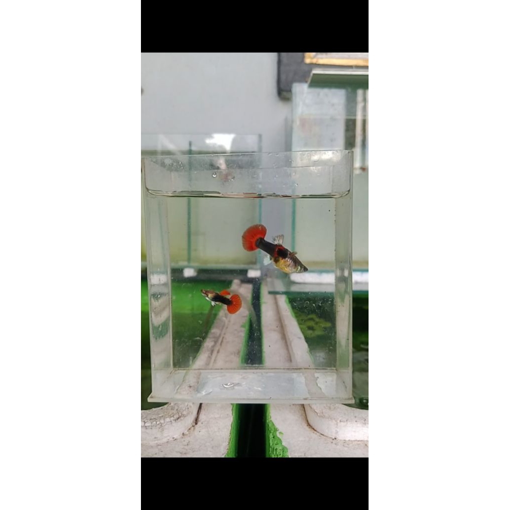 Sepair Guppy Hb Red