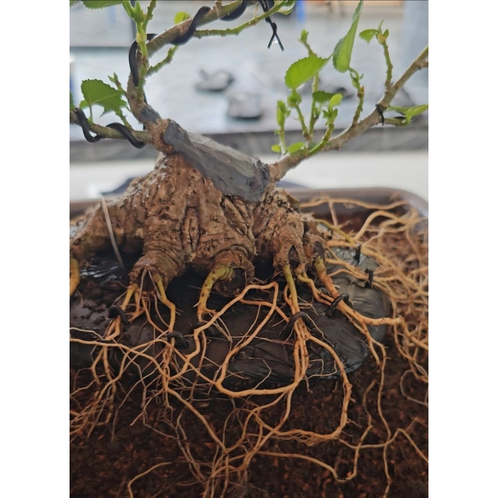 Bonsai Waru India Prospek | Akar keliling Prospek