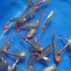 Guppy Koi