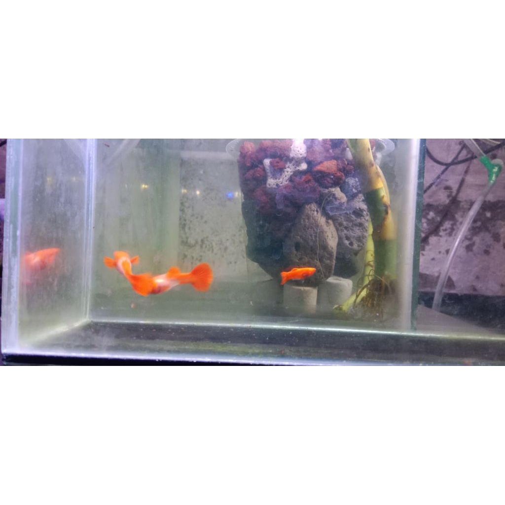 Sepasang Guppy Albinio Koi Red ear Glass belly
