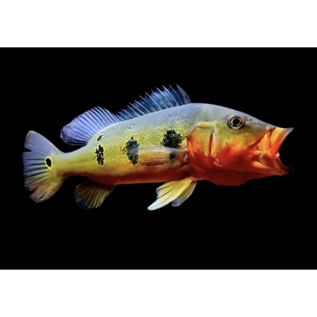 (Seafood) Pbass Fogo Pure Rare 7-10 Hiasan Aquarium