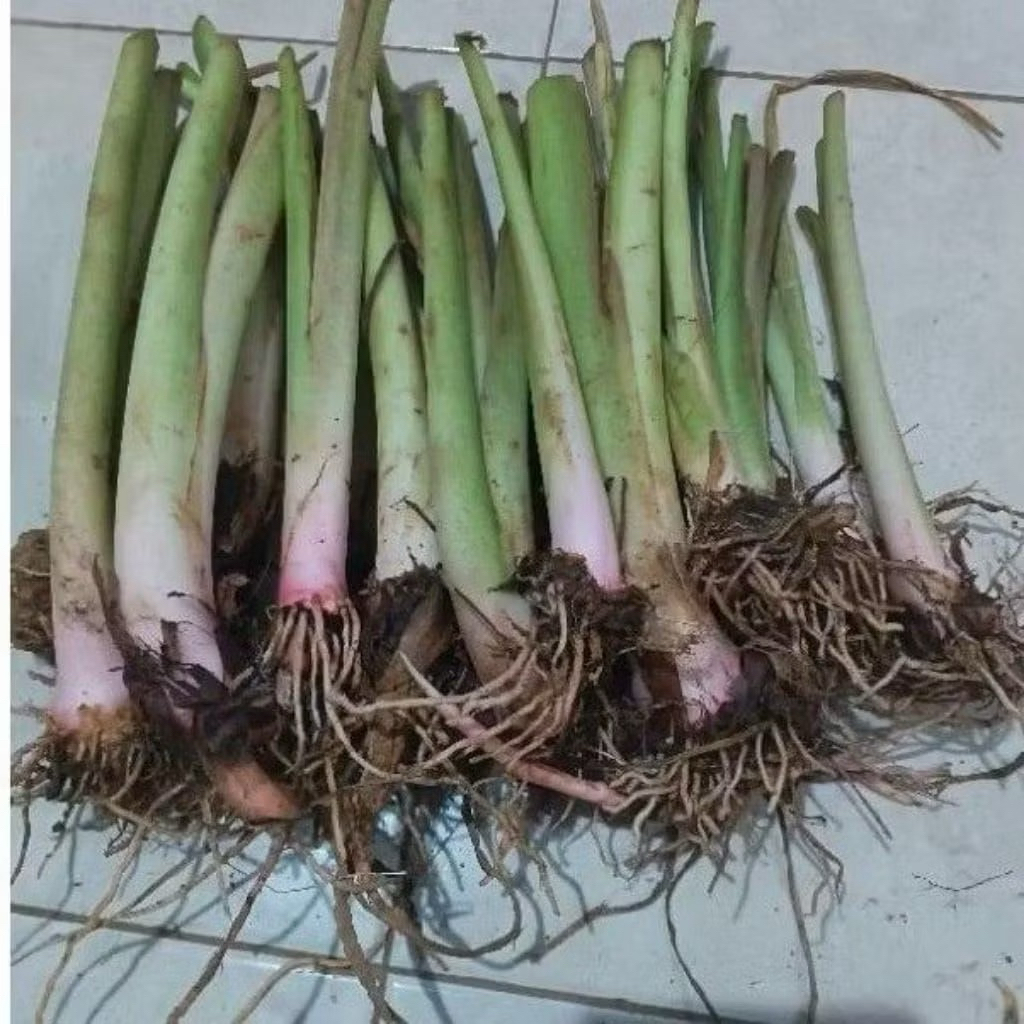 bibit sayur talas (lompong sayur)