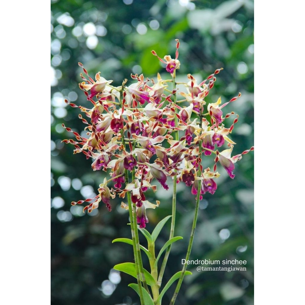 Anggrek Dendrobium Keriting Sinchee - Anggrek Dendrobium Keriting Remaja Berkualitas