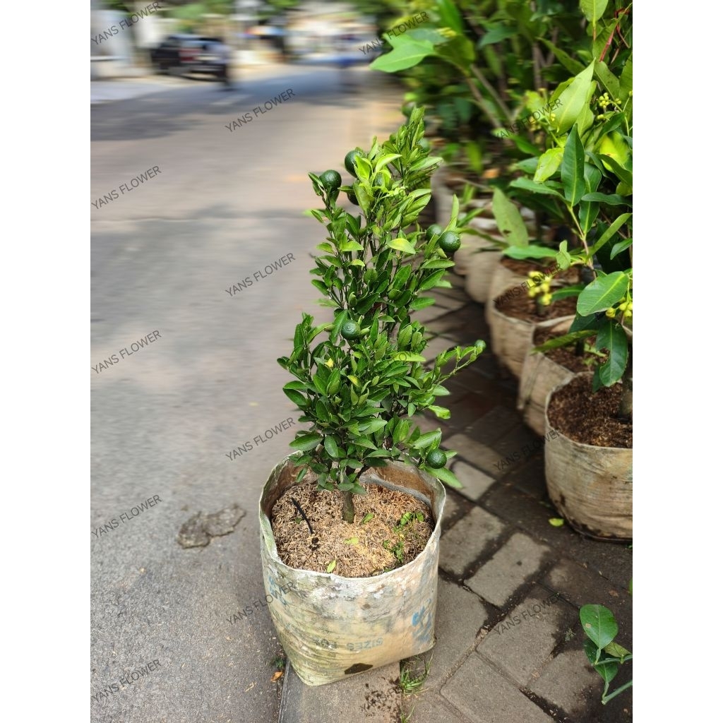 pohon jeruk cokun/Medan, siap tanam dan siap berbuah