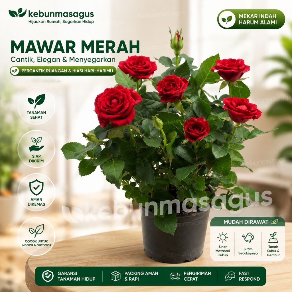 Tanaman Hias Bunga Mawar Merah Hidup - Tanaman Hias Mawar Merah Hidup - Bunga Mawar Merah Hidup