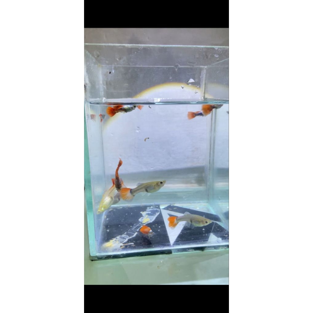 hiasan guppy platinum red tail