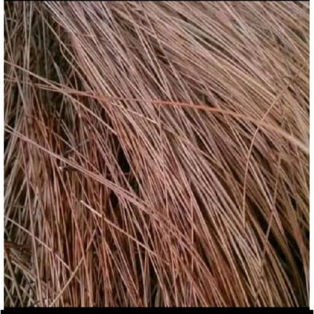Daun Pinus Kering 1 Kg - Daun Pinus kering untuk Sarang Burung