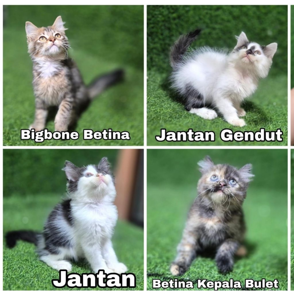promo sesuai gambar Jual Anak kucing kitten bulu lebat superan anakan persia anggora