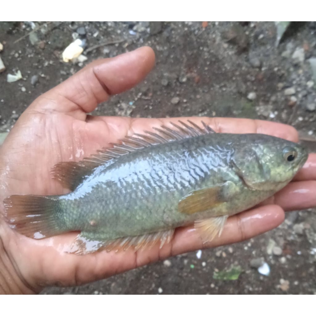 ikan betok hidup