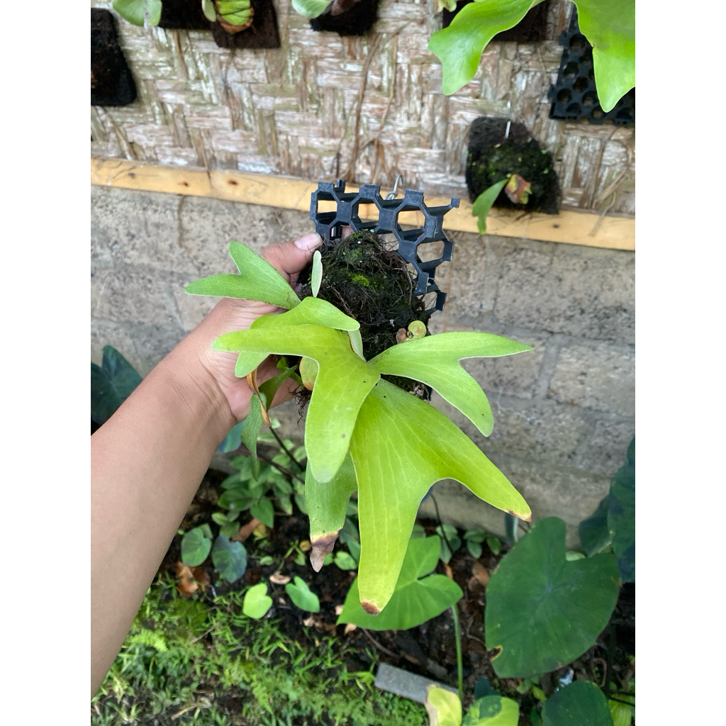 platycerium artemis