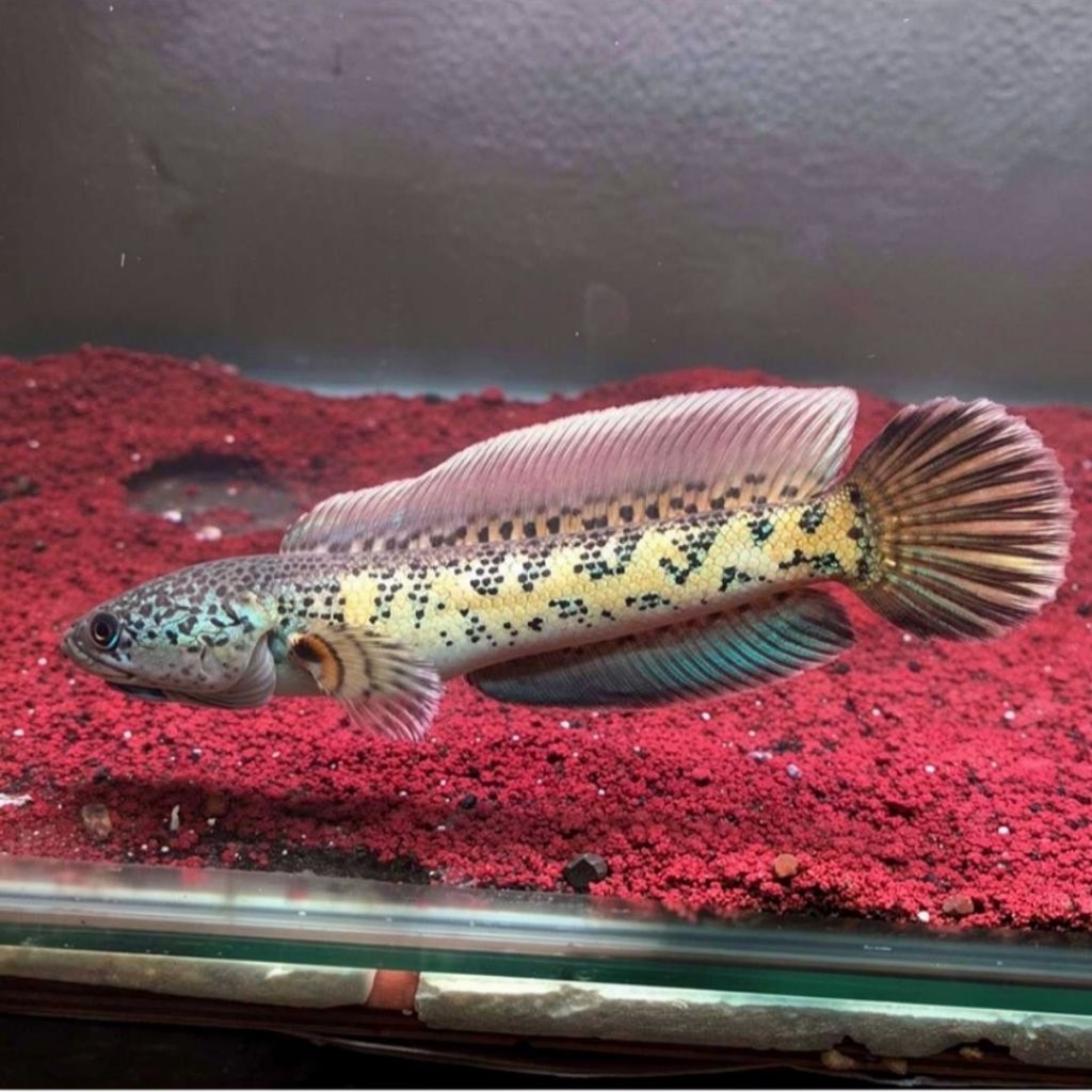 Auranti CB Premium Grade A+ 14-15 cm dan 8-9cm single tank