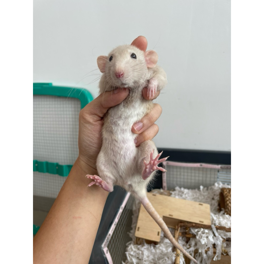 dumbo Rex Rat Female warna Beige mata pearl usia 8-9bulan
