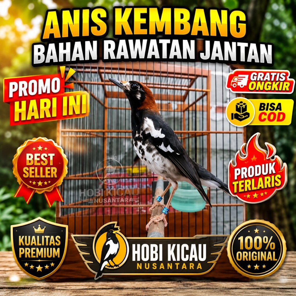 Burung anis kembang jantan jinak