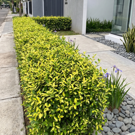 Tanaman Hias Legistrum Variegata Pangkas Kuning Semak Pagar Hidup Outdoor Minimalis