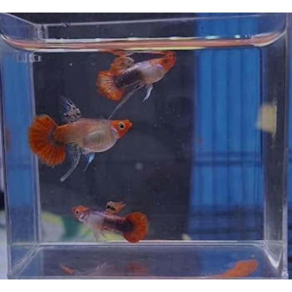 parfum guppy magenta koi sb ribon ( 1 pasang)