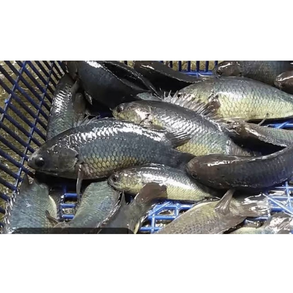 ikan betok papuyu hidup