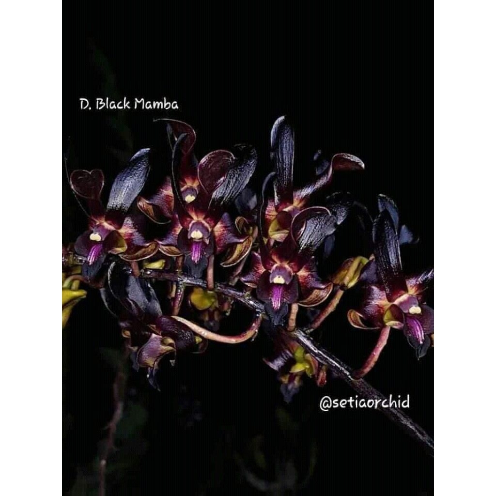 Anggrek Dendrobium Keriting Black Mamba - Anggrek Dendrobium Keriting