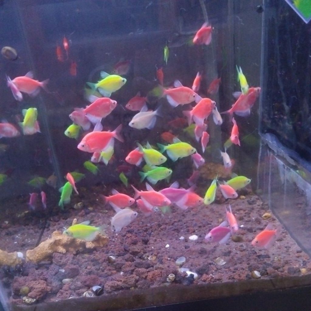 ikan warna warni ikan warna khusu instan saja