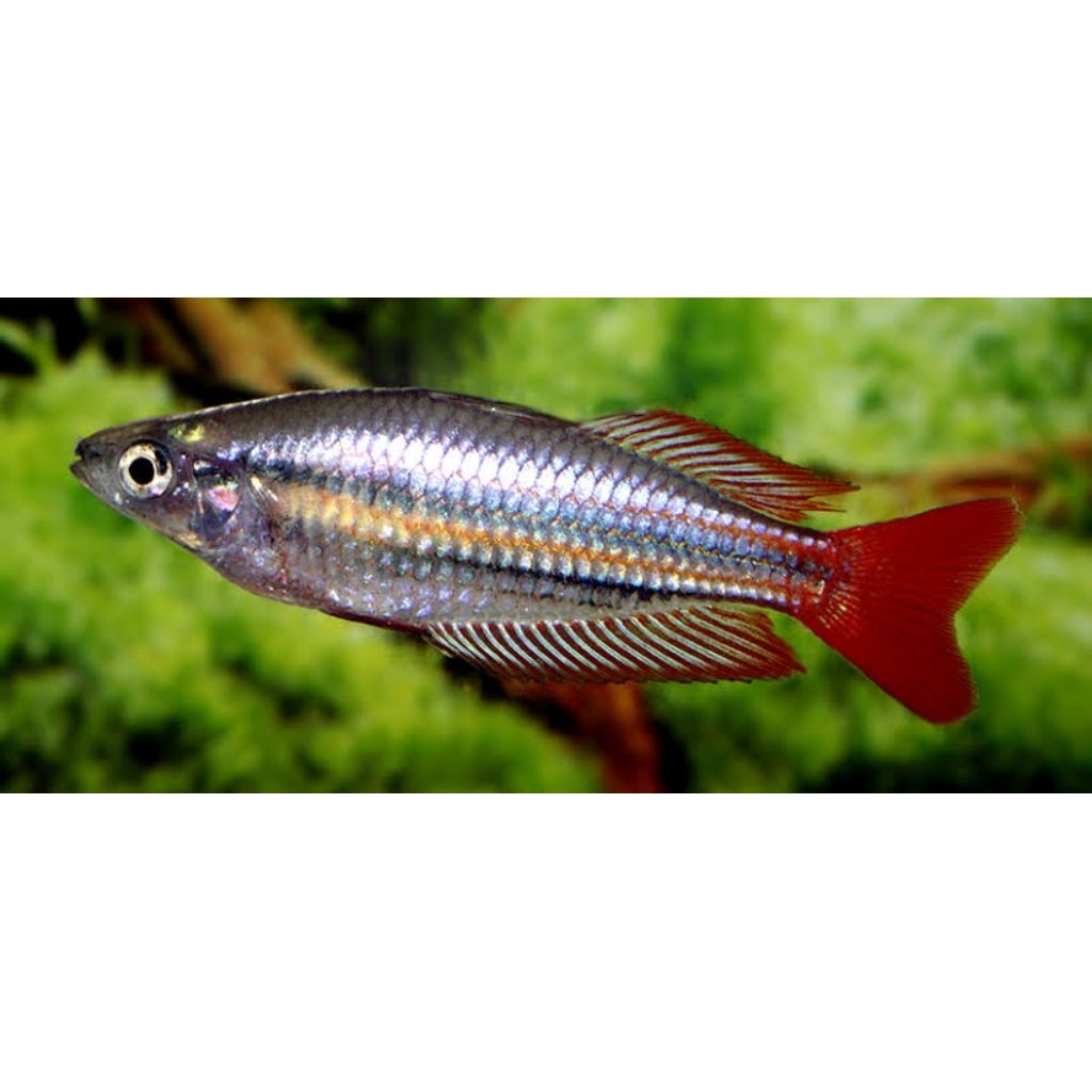 ikan rainbow makalochi