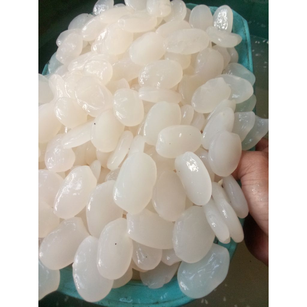 5 kg kolang kaling kenyal kaya akan manfaat untuk tubuh