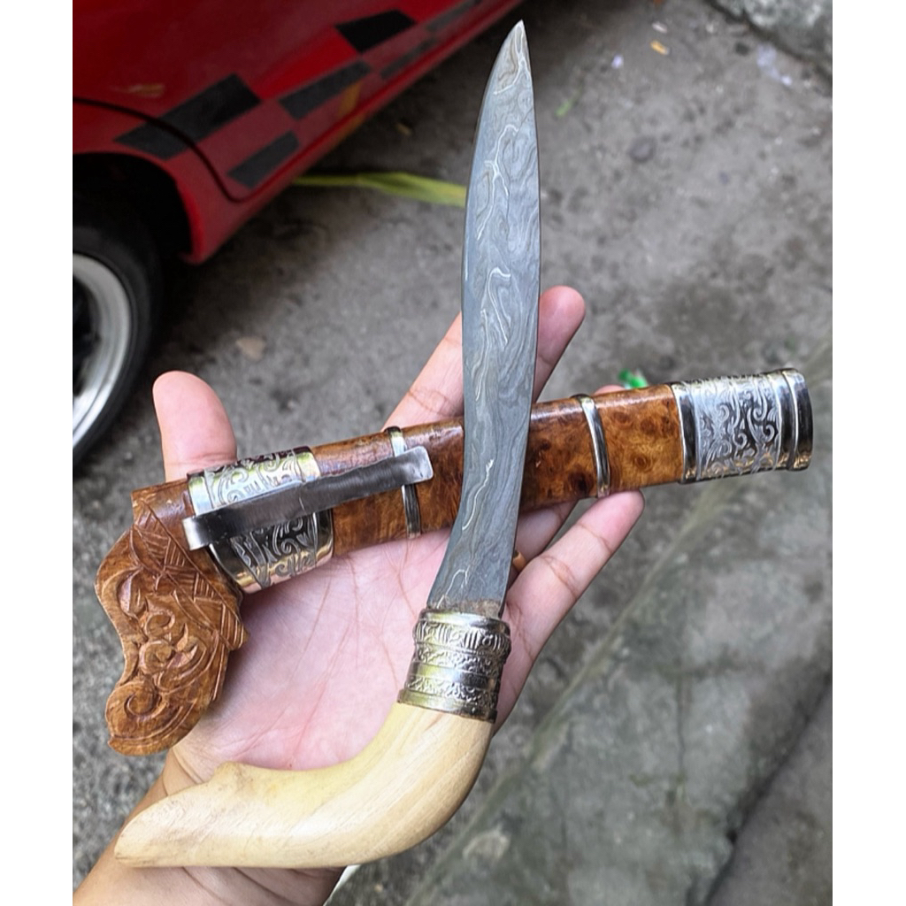 gecong kurissi daun pakis Pb 17cm
