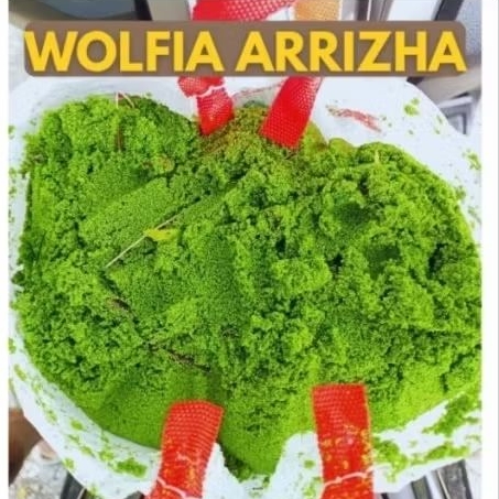 Bibit Wolffia Arrizha 500g  pakan ternak ikan hias murah benih wolfia wolfia bergaransi