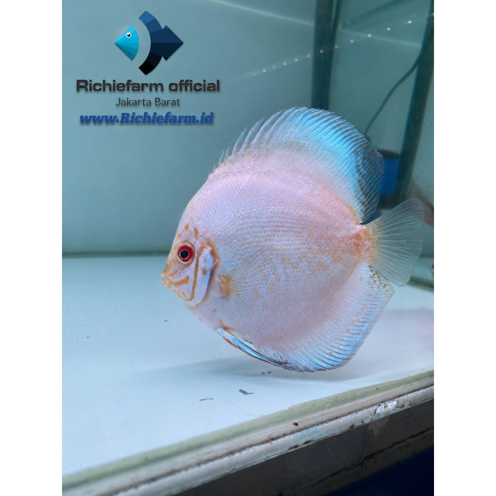 Discus White Butterfly 4 inc