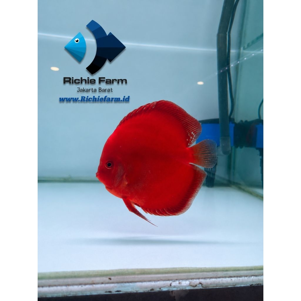 Discus Super Red 4 inc