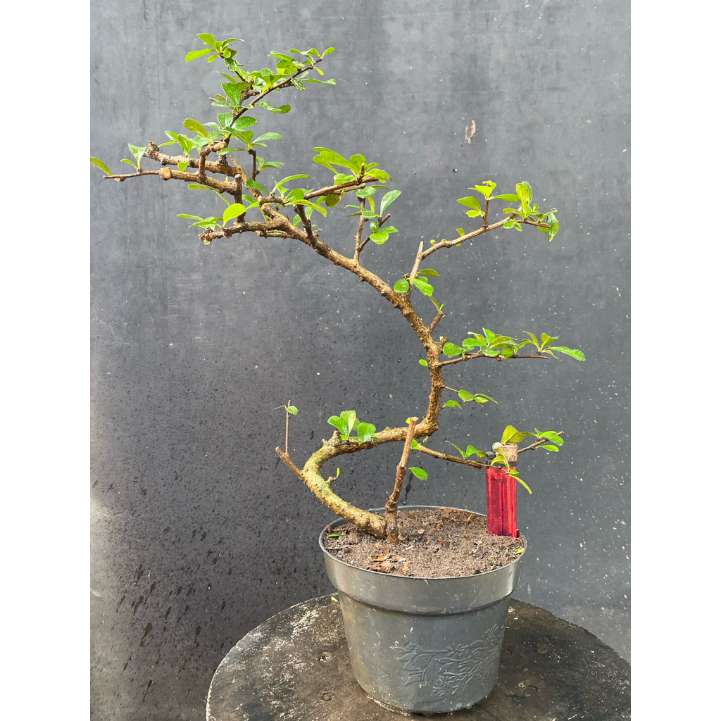 Bahan bonsai Hokiantea hasil cangkok