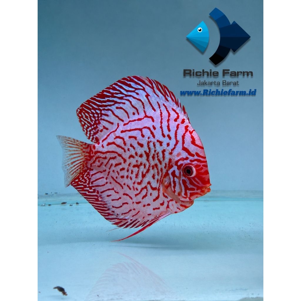 Discus red pigeon 4 inc