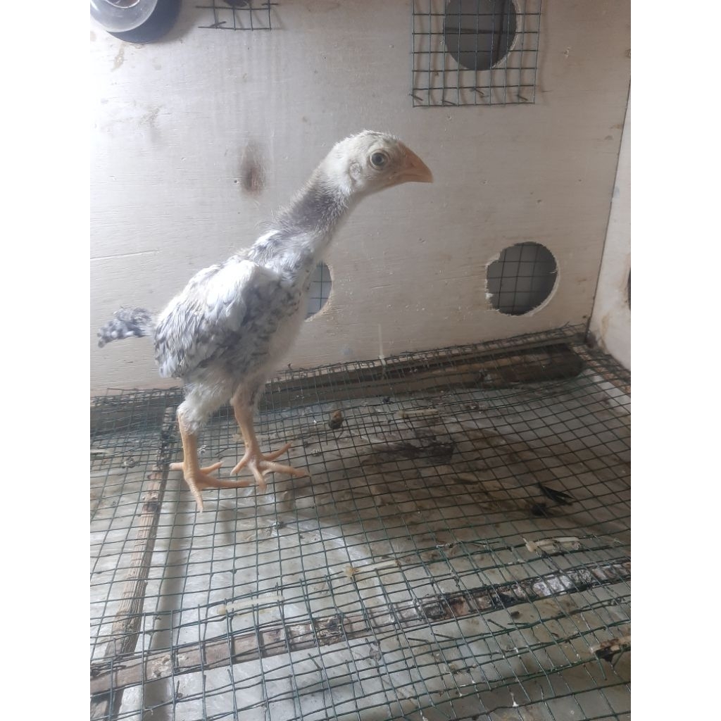 Ayam shamo eropa line zuchter