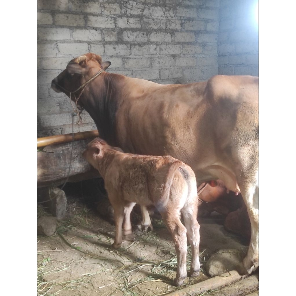 sapi Belgian blue betina